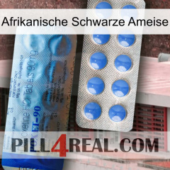 African Black Ant 40